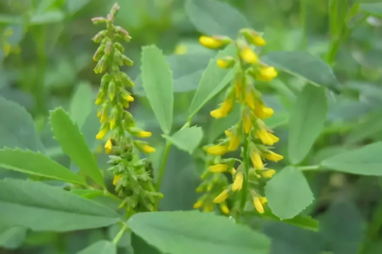 耐盐碱植物大搜罗常绿植物地被及其他篇