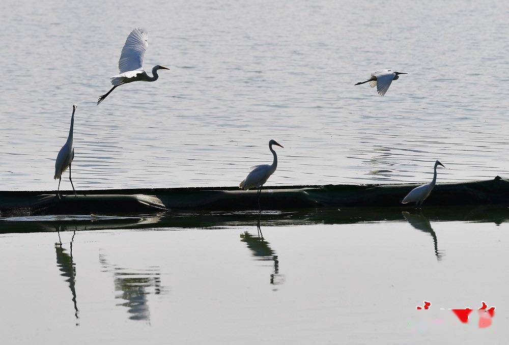 大量中白鹭聚集沙湖，再不来看它们就要飞走了