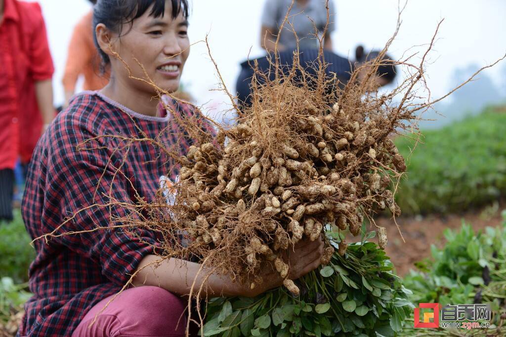 荣县试种新品种花生亩产破1000斤