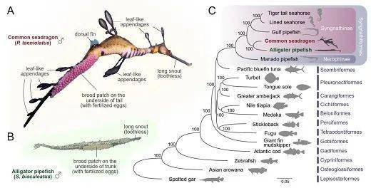 Science Advances 封面论文报道中科院南海所lmb研究团队海龙科鱼类适应与进化创新成果 基因