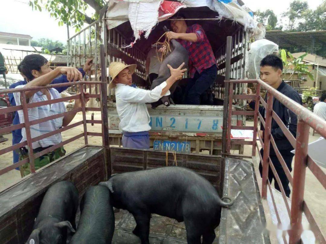 致富经养殖视频(致富经养殖视频大全)