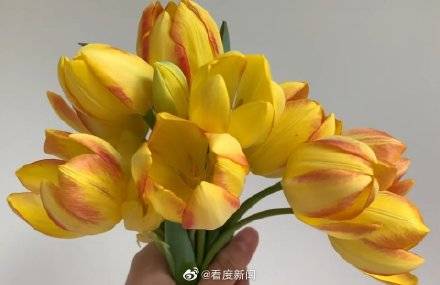 有毒|涨知识！这些花的香味有毒