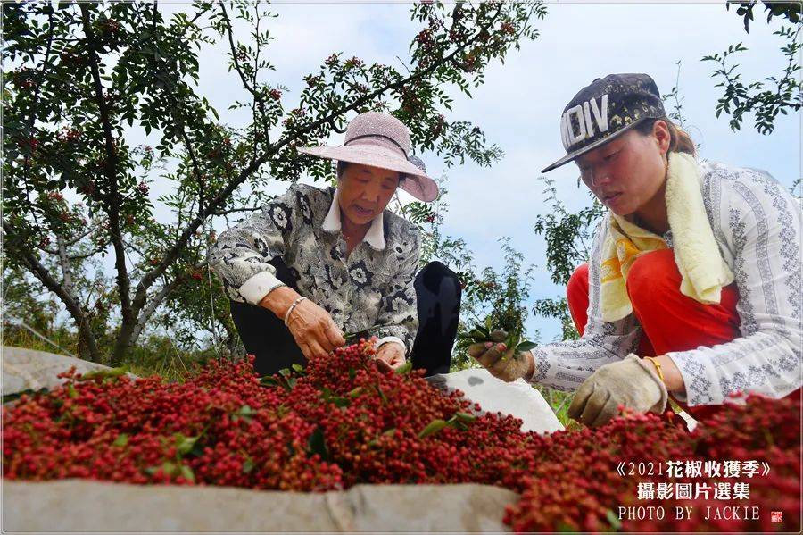 屈伟力2021花椒收获季最美的人儿摄影图片视频辑