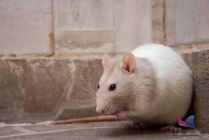 传播|警惕鼠疫！病情危重，患者曾多次就诊……