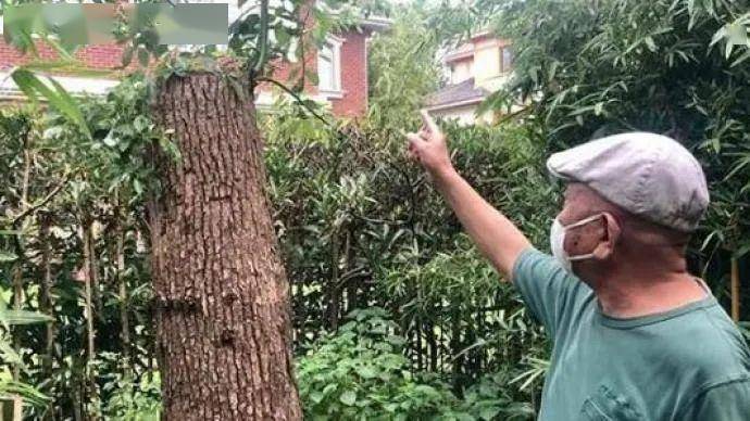 上海一老人修剪自买香樟树被罚14万，央视评论：是修剪一棵树还是僵硬执法给环境带来的危害大？_李先生
