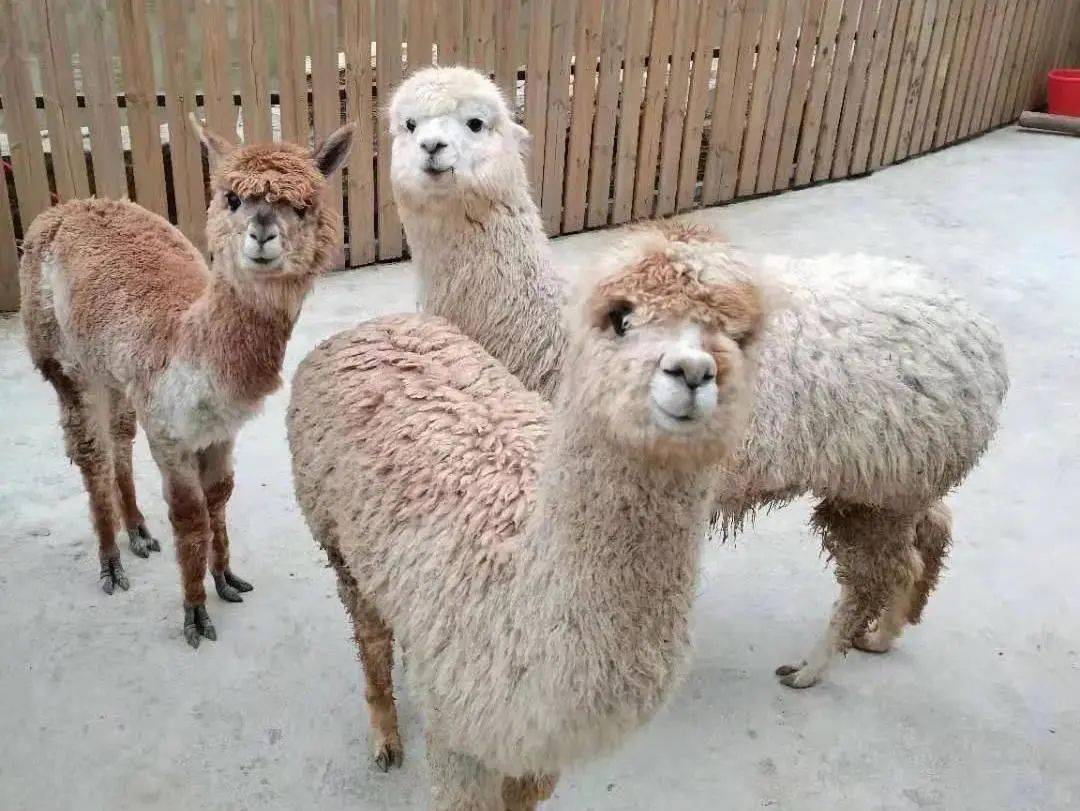 四川今日起恢复跨省团队游及机票酒店业务巴小虎邀你游达州