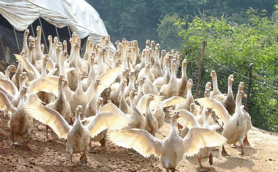 大龙开发区:青草换肥鹅 荒山变金山_养殖