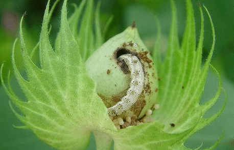 虫螨腈能杀很多虫 怎么使用 一次说清 害虫