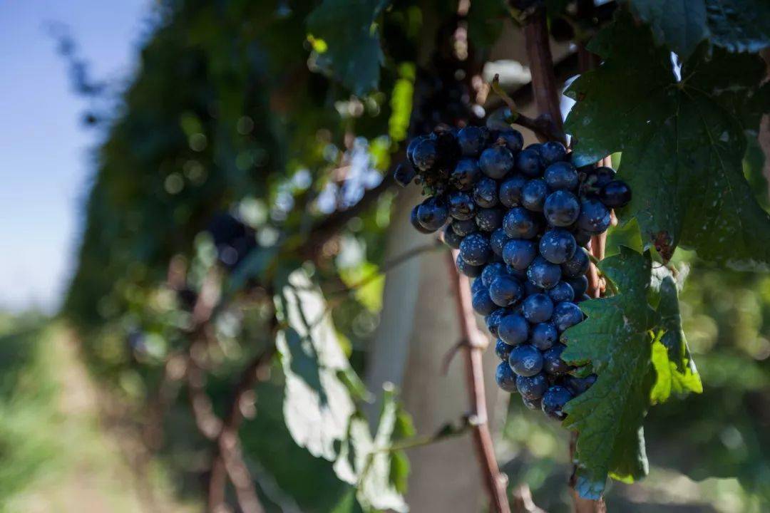 魏文帝曹丕不仅自己喜爱葡萄及葡萄酒,还把自己的想法写进诏书,告之