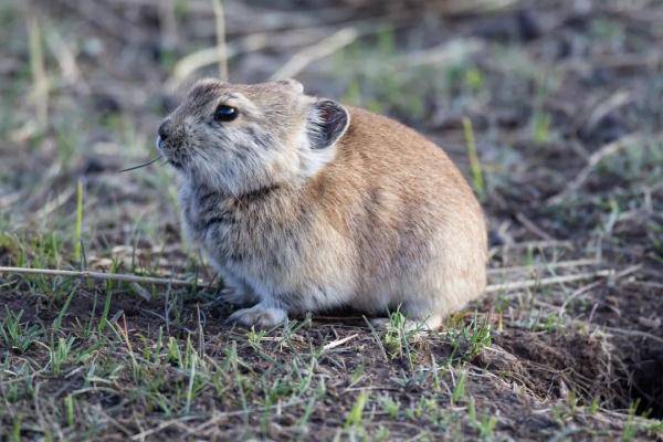 病例|警惕！宁夏一患者确诊鼠疫，病情危重……带菌者大家都很熟悉→