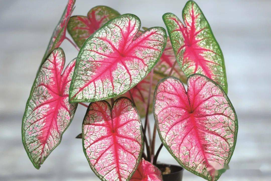 绿植中的调色板五彩芋新品