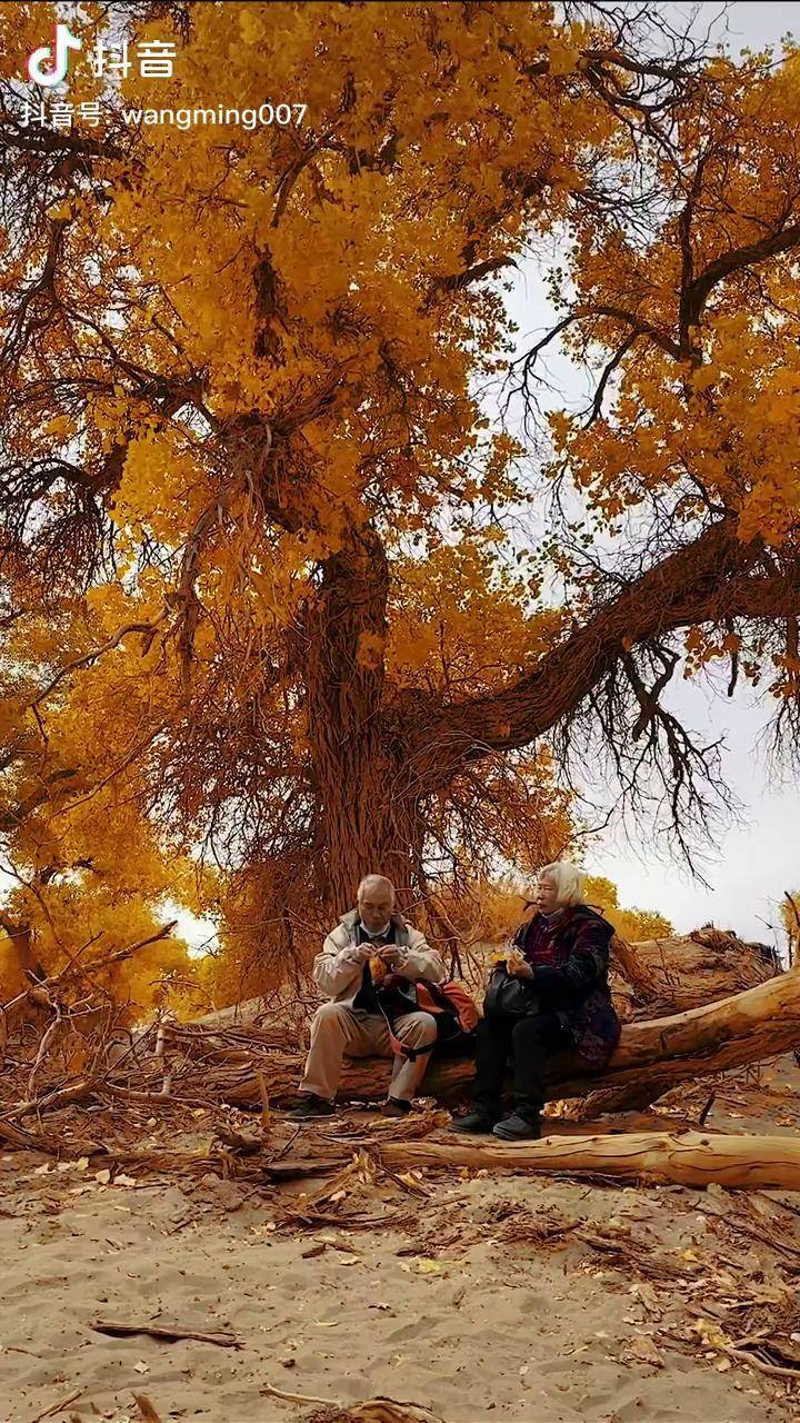 千年胡杨树下,相偎相依,这是传说中爱情最好的样子,牵一人,到白头.