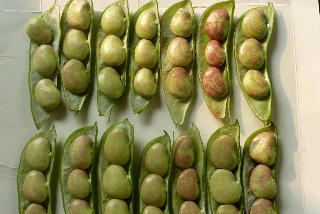 图8 荷包豆7,菜豆/phaseolus vulgaris,即四季豆,东北称豆角,我乡叫