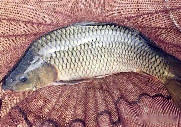 鱼多久能吃饱 c07d44bf91084a62a8eb069c3a4313ec.jpeg