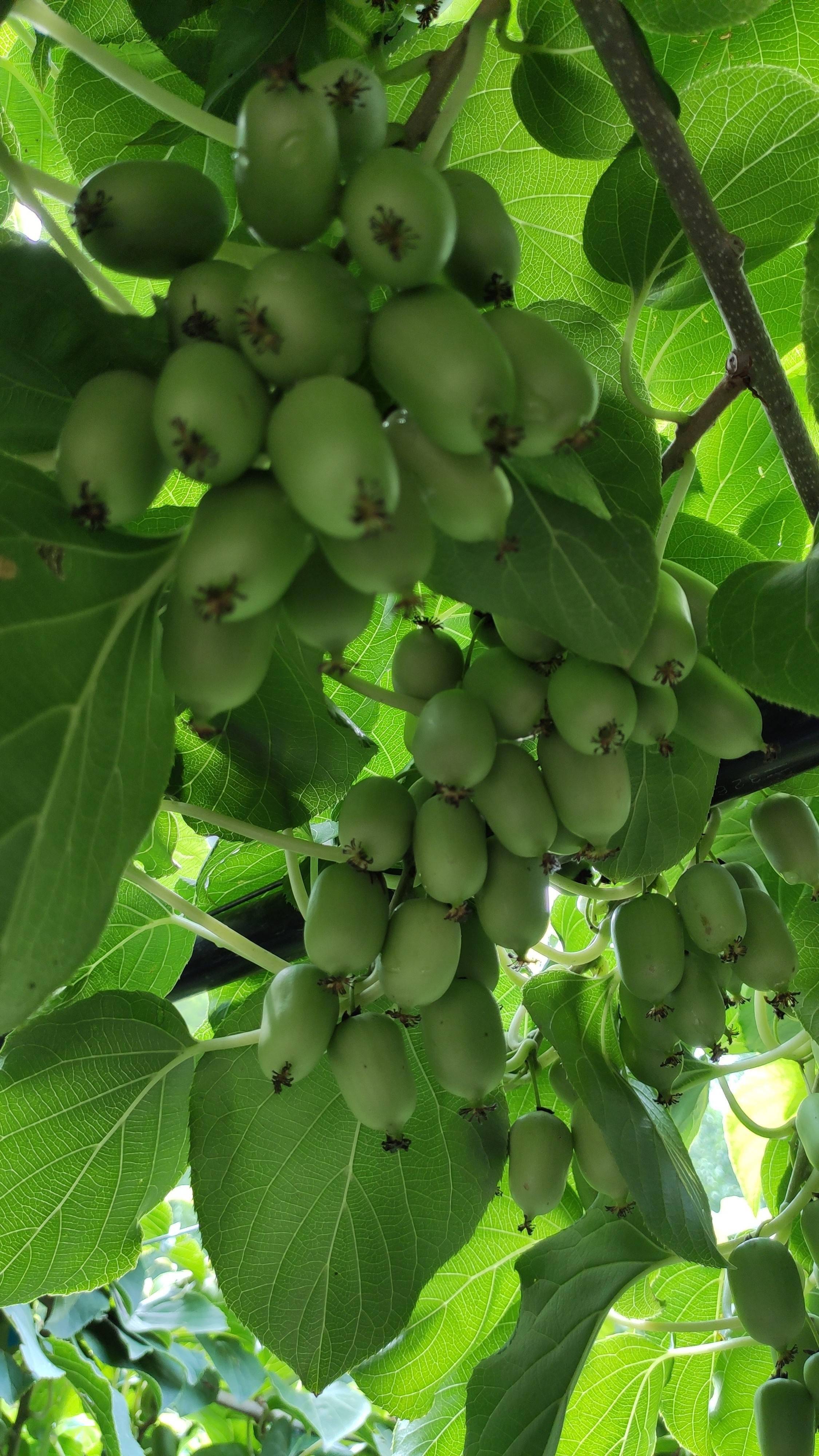 8万斤!香甜可口的门头沟奇异莓又丰收了