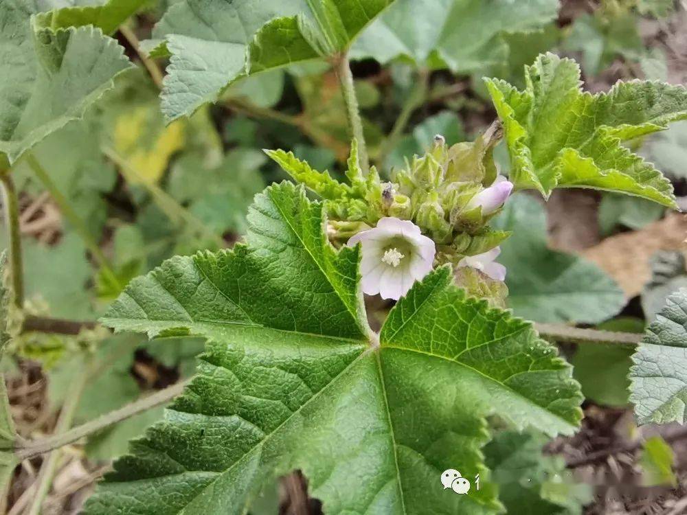 草木葳蕤野葵