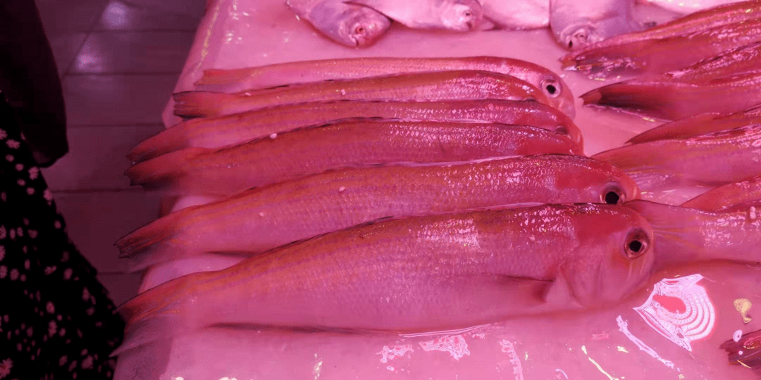 虽然过来买海鲜的人多了,鱼普遍比禁渔期时的要大一些,但因为从珠海等