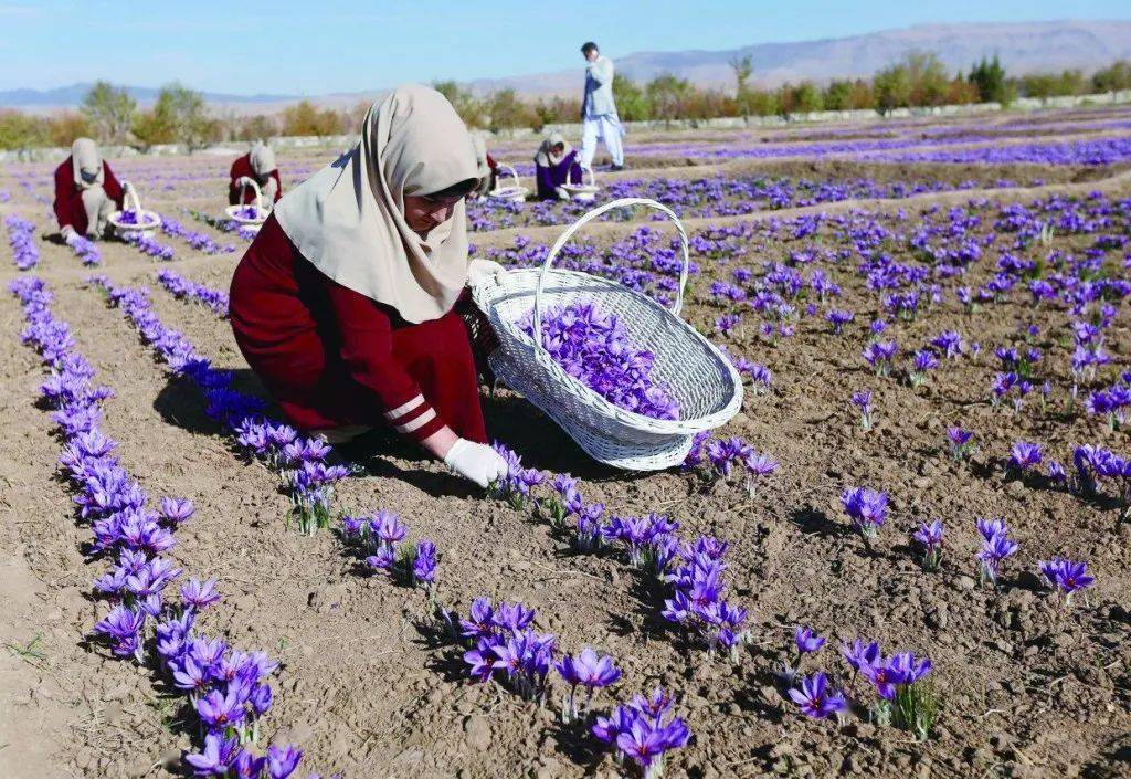环球旅讯 | 藏红花,在阿富汗象征幸福与和平_种植