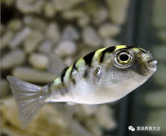 8,冲绳娃娃狗头宠派养鱼大全冲绳娃娃狗头鱼是一种有着蓝色眼睛,圆润