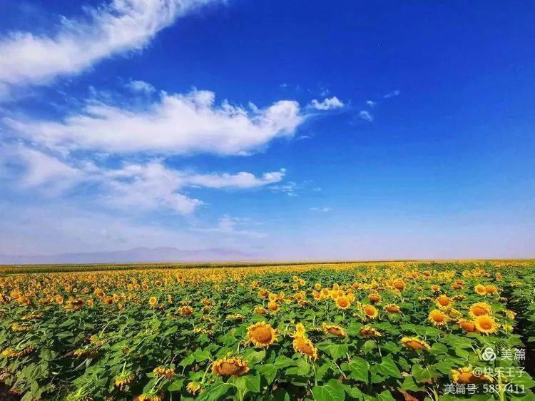 视觉金昌哇塞金昌又见金色花海