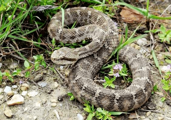 郑州丨惊一条大蛇突然闯进幼儿园颜色艳丽红黑相间身长约2米