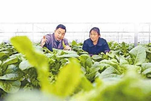 番茄|南川：用智慧农业做大产业 助力乡村振兴