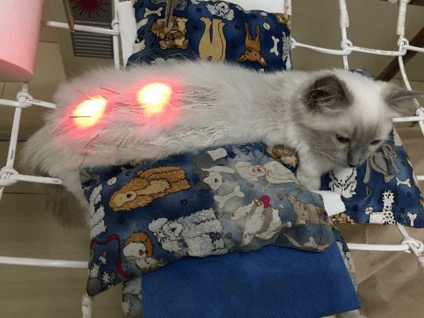 中国农大动物医院在哪 6c871aca539e4057af54613f4942e566.png