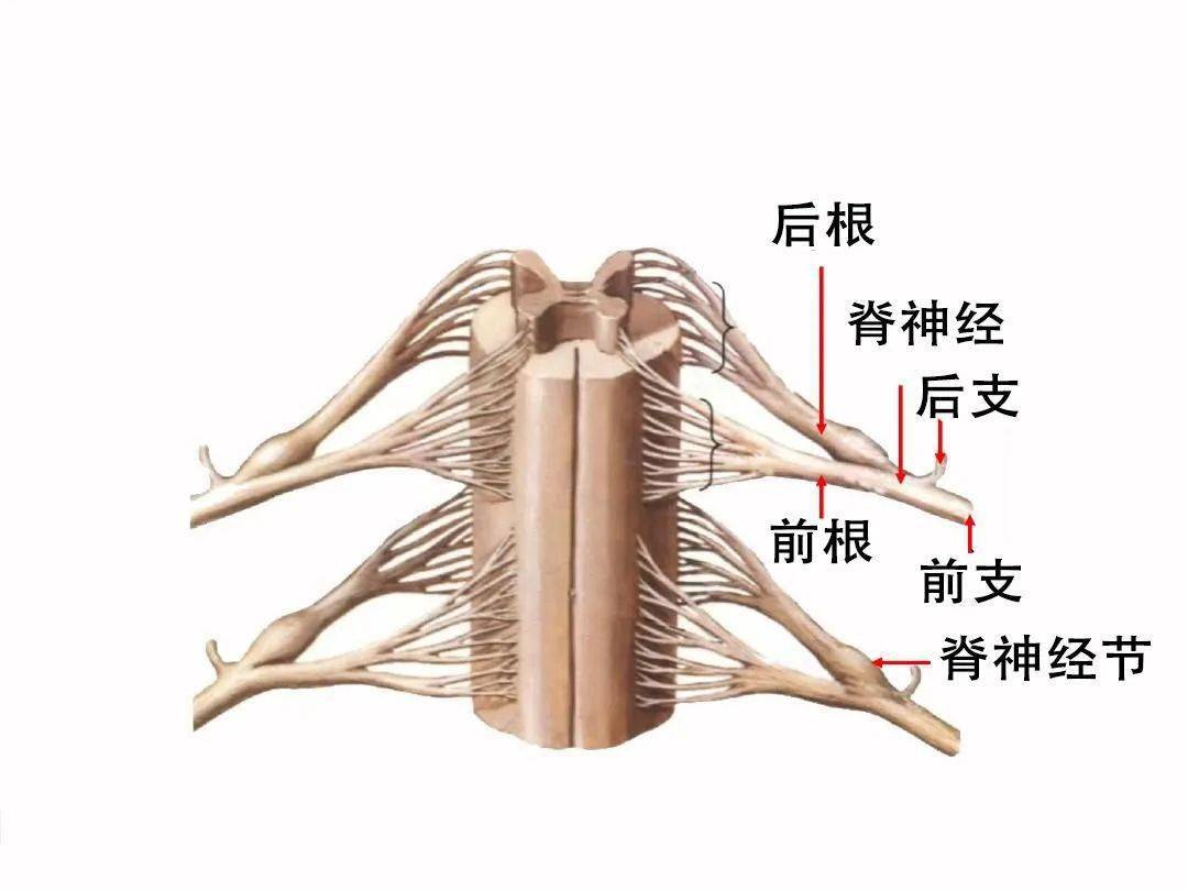 脊神经解剖结构图解图片