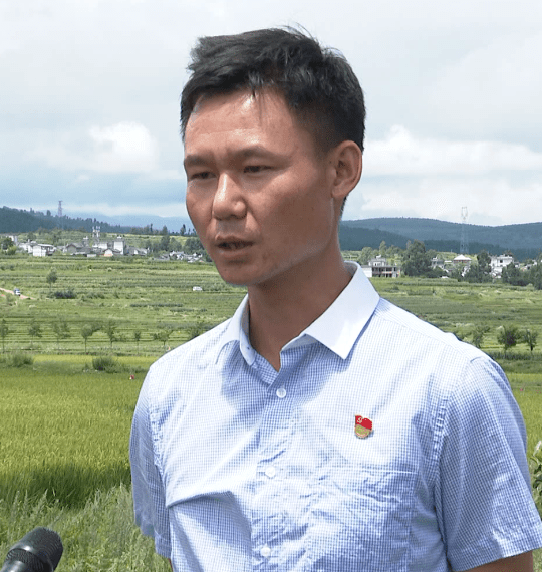 大理金秋丰收季稻花香鱼儿肥洱源凤羽田间唱起丰收调