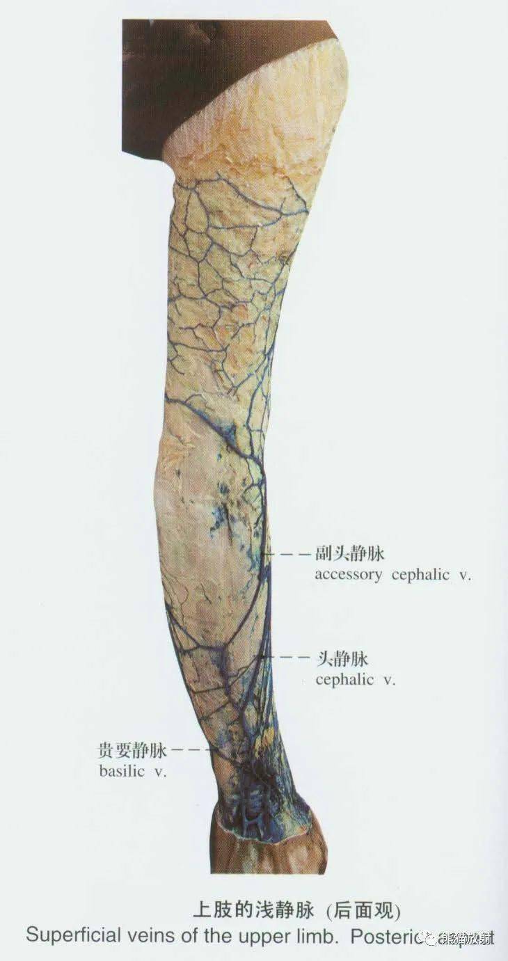 系统解剖标本图谱丨静脉血管系统淋巴系统
