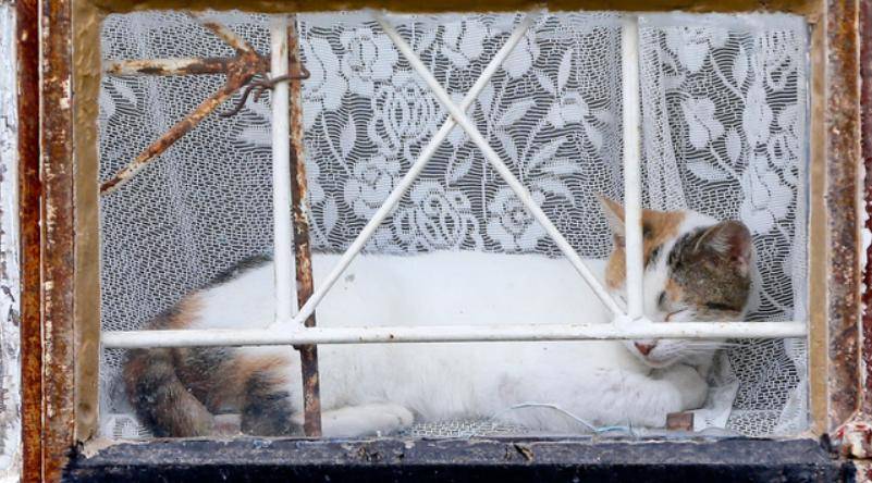 虐待动物等同杀人 南非连环杀猫案背后 犯罪心理引人心惊 警方 虐待动物等同杀人 南非连环杀猫案背后 犯罪心理引人心惊 警方