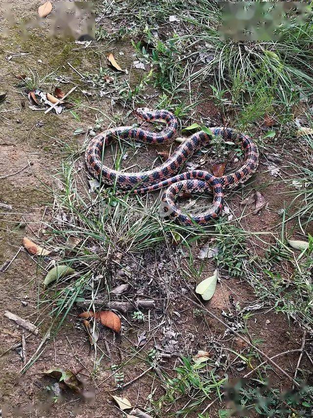 郑州丨惊一条大蛇突然闯进幼儿园颜色艳丽红黑相间身长约2米