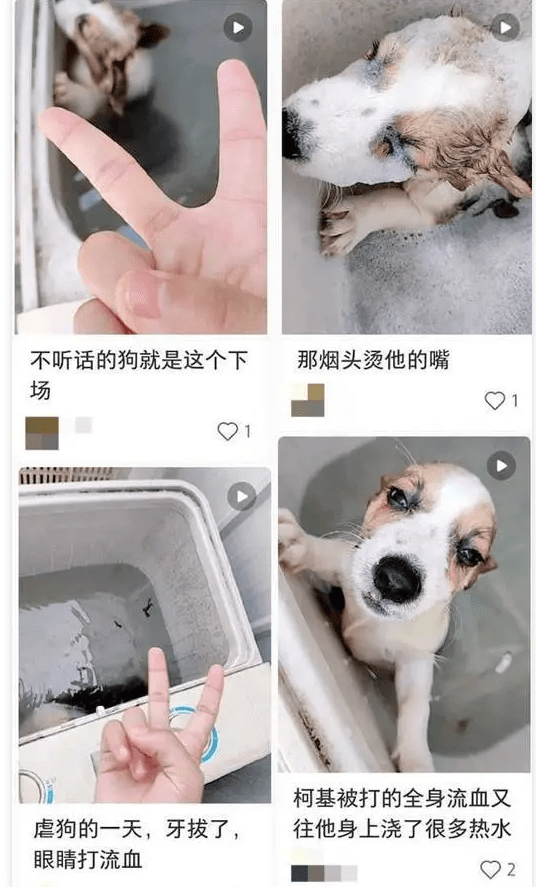 李某阳|大学生洗衣机搅柯基？警方通报：依法行拘5日
