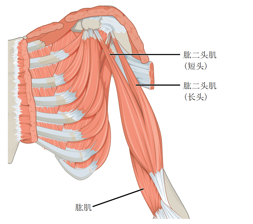 胳膊肌肉解剖图图片