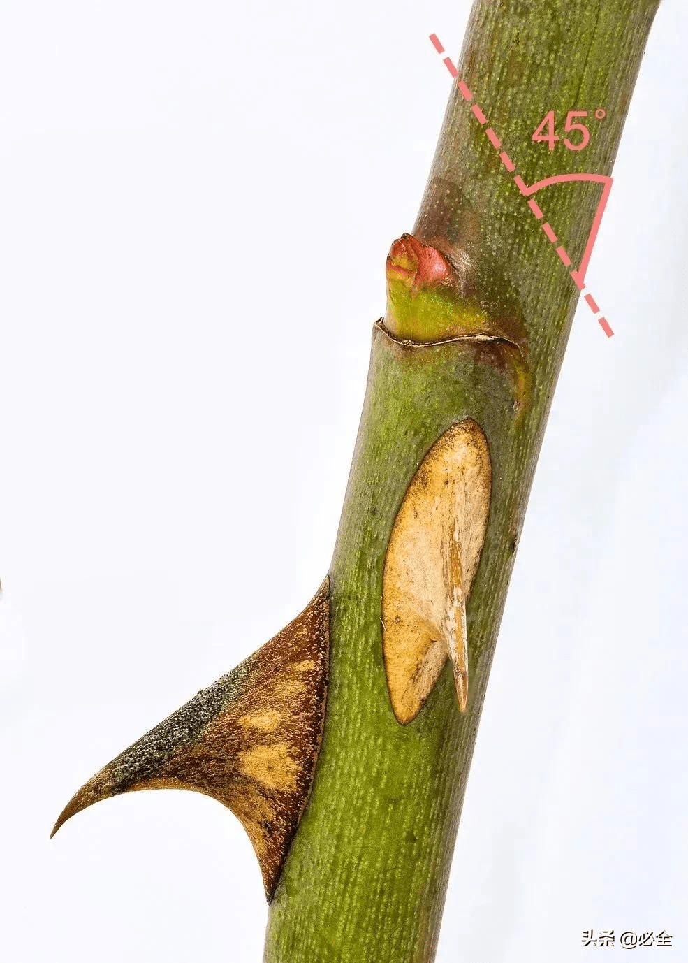 月季花怎么修剪视频教程 34ff30ed3e4a44ff9d08abd3fa3a02c4.png
