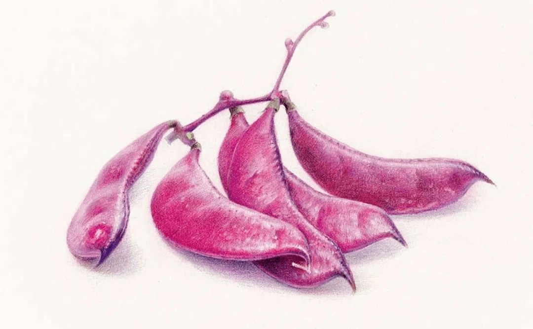 彩铅教程 | 美味紫豆角