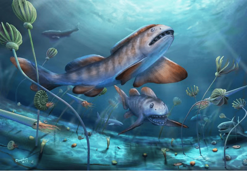 阳泉|中国首次发现2.9亿年史前巨鲨瓣齿鲨化石