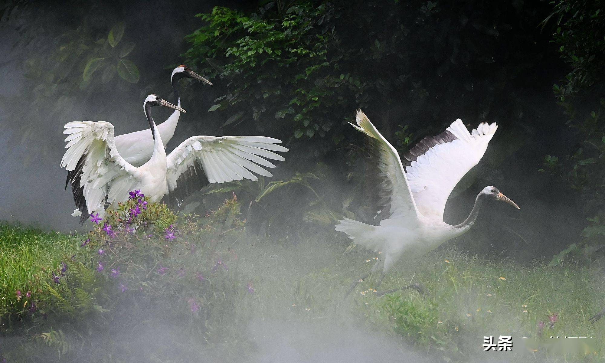 仙鹤之美,共赏(下)