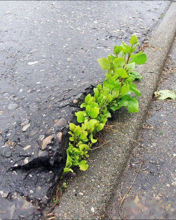 夹缝中求生存太不可思议