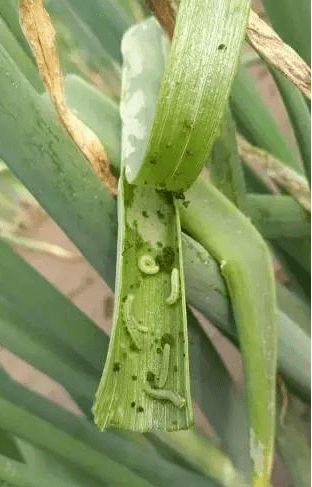 种植大葱如何高效防治甜菜夜蛾?