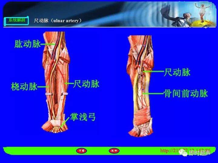 上肢血管解剖的詳細超聲圖解