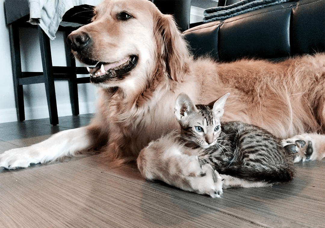 怎么看小狗是不是傻子 79951b2af5bc4cd1bab9f2e265aba2eb.png