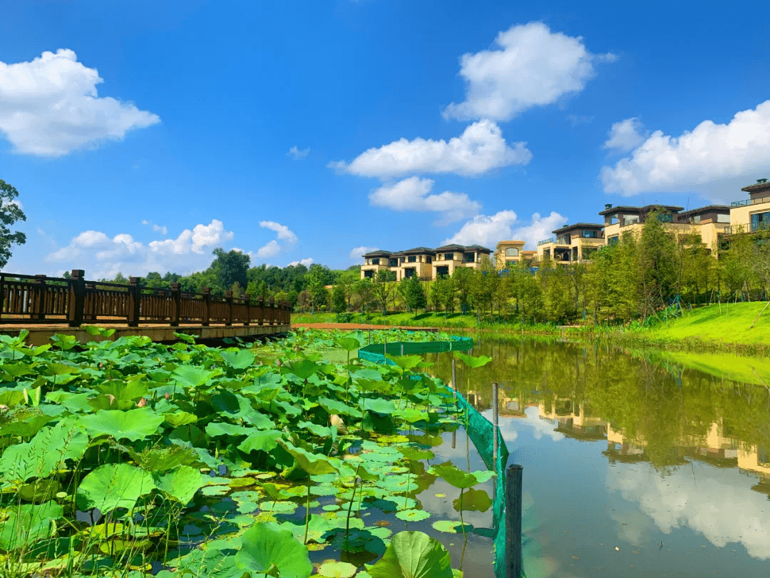 被惊艳了衡阳这地方荷花怒放随便一拍都美出天际