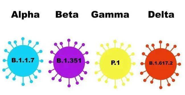 分别为alpha(阿尔法 beta(贝塔,gamma(伽玛)和delta(德尔塔)变异株