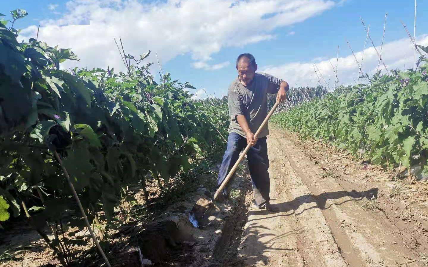 64岁的京郊种菜人 他有些想回河南老家了