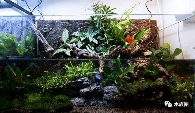 龟缸造景不是件容易的事,细节问题必须要重视_乌龟