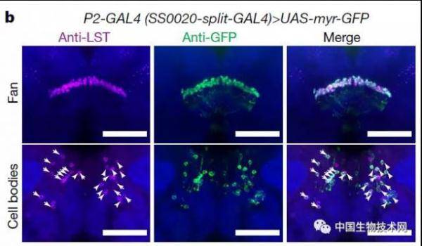 状态|诺奖得主新发现：孤独是种病，暴食又失眠