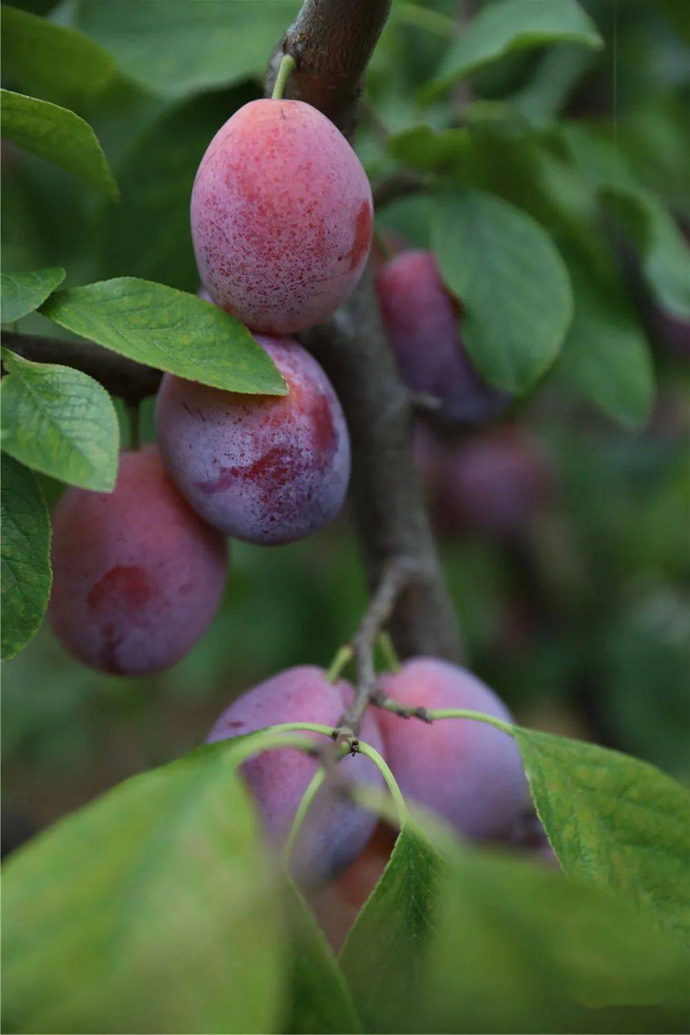 日照本地西梅熟了可甜可甜
