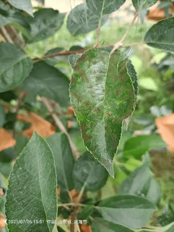 警惕苹果黑星病的传播蔓延