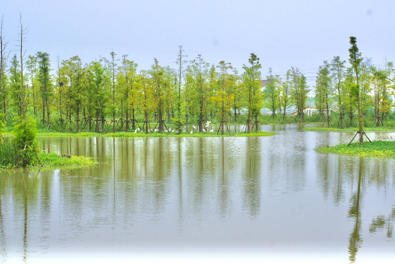 上海这个没有水库的水库村有点酷